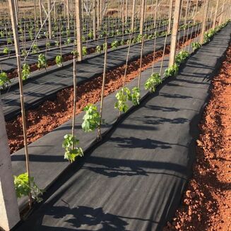 Agrowłóknina czarna Wigo-garden 2% UV 50g/m2 320cm 20mb - 3