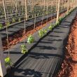 Agrowłóknina czarna Wigo-garden 2% UV 60g/m2 120cm 20mb - 3