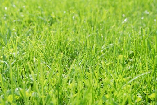 Nawóz do trawy - ABC pielęgnacji, regeneracji i nawożenia trawnika po zimie