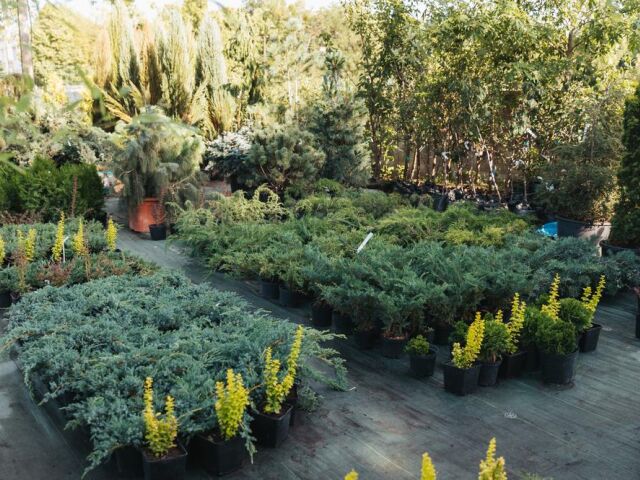 Sezon na sadzonki czas zacząć. 4 produkty, które usprawnią logistykę w Twojej szkółce